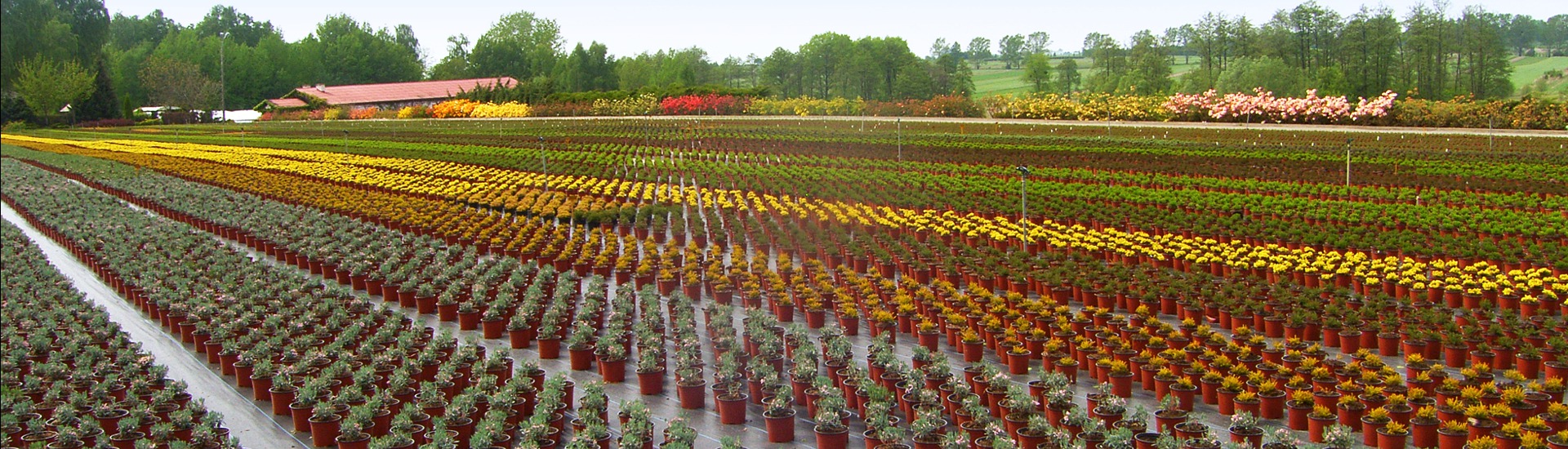 Plantskola för ljungväxter, producent av japansk-polska ljung- och azaleaplantor